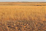 Lesser Prairie-Chickenborder=